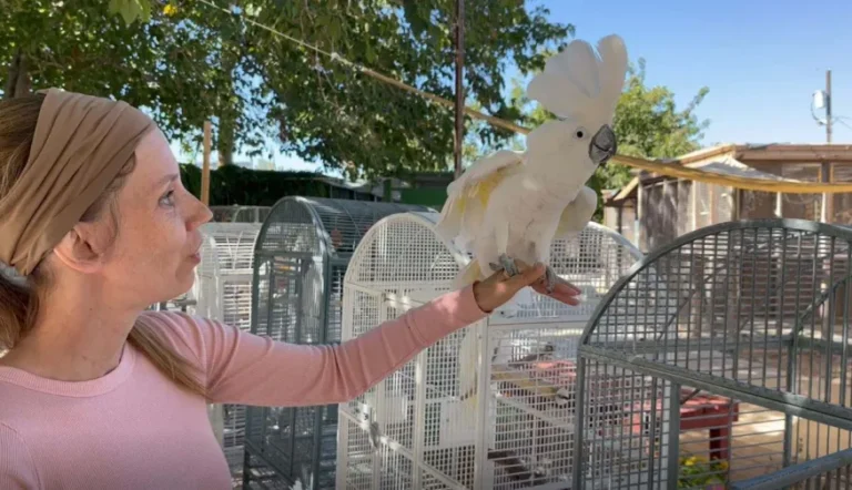 Goats, parrots, emus and more at Gilcrease Nature Sanctuary in Las Vegas