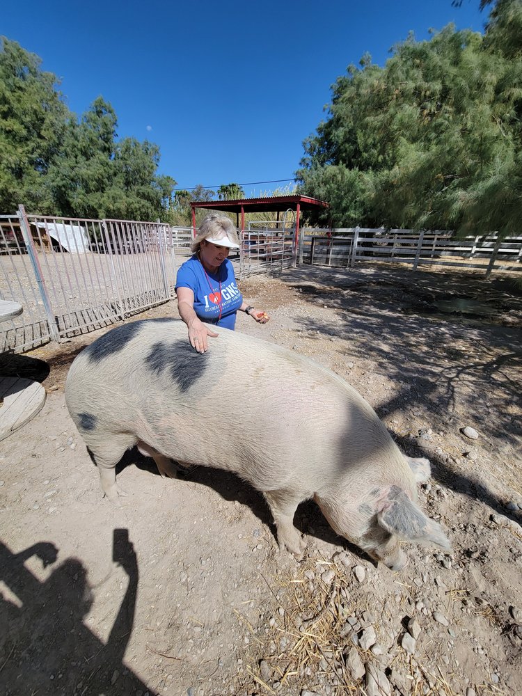 A person wearing a blue shirt petting a large pig in an outdoor setting with a fenced area.