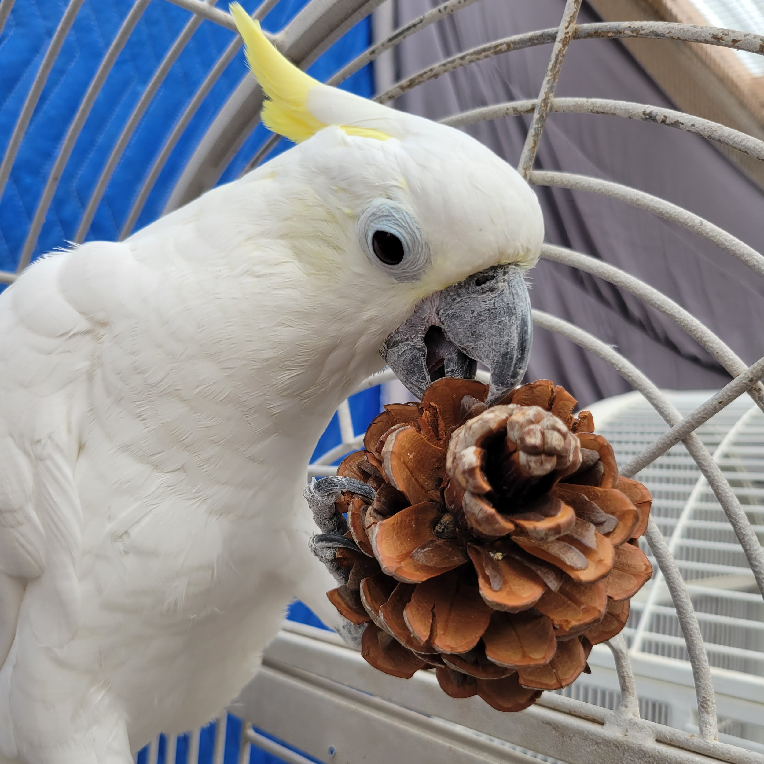 White cockatoo with a yellow crest holding a pine cone in its beak inside a cage.