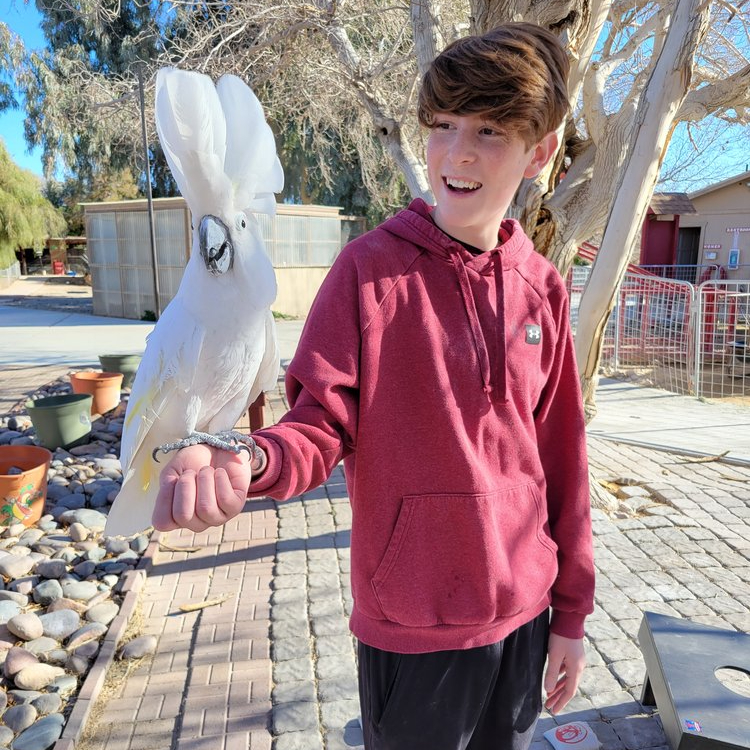 A young boy in a red hoodie holding a white cockatoo on his arm outdoors.