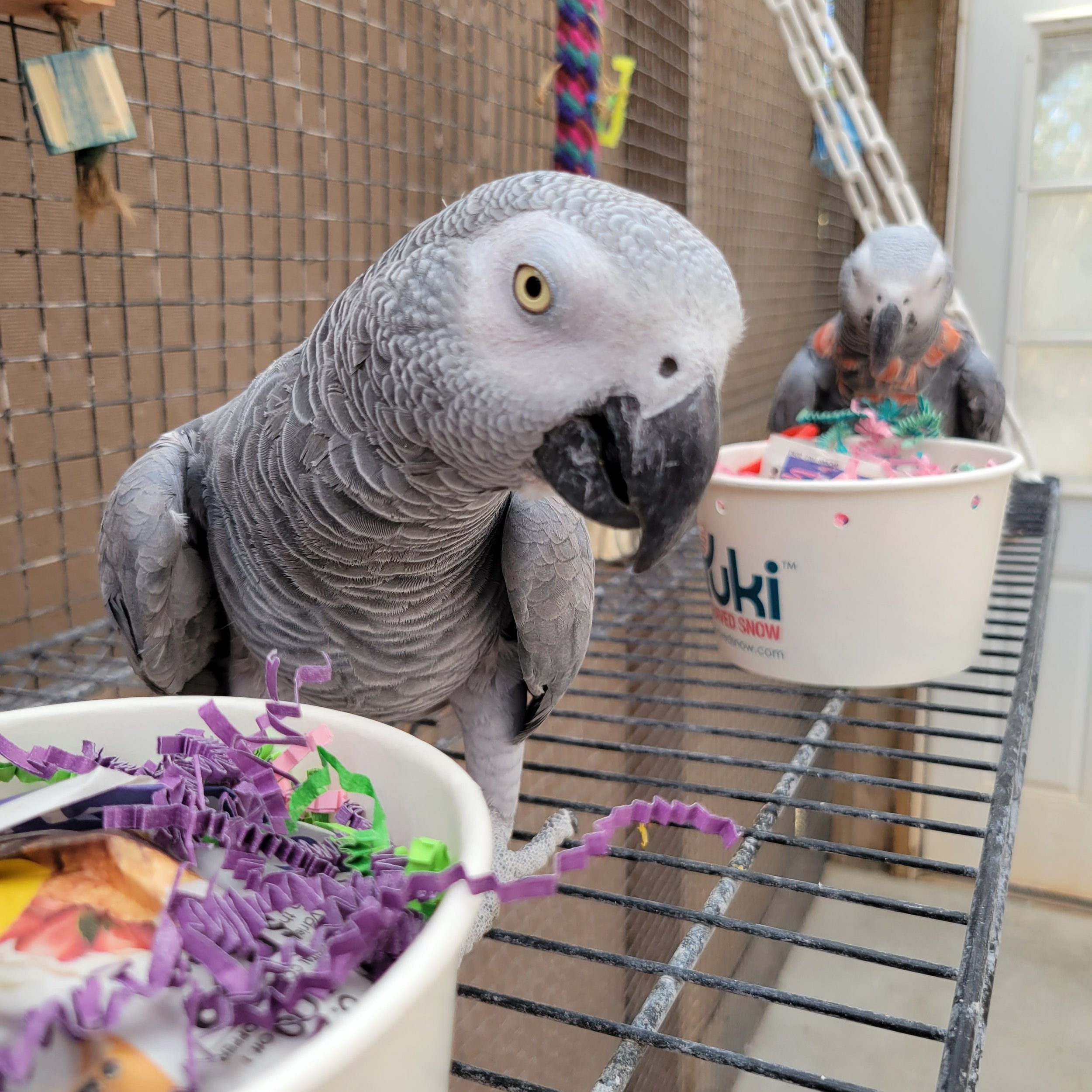 Two African Grey parrots interacting with colorful paper in bowls inside an enclosure.