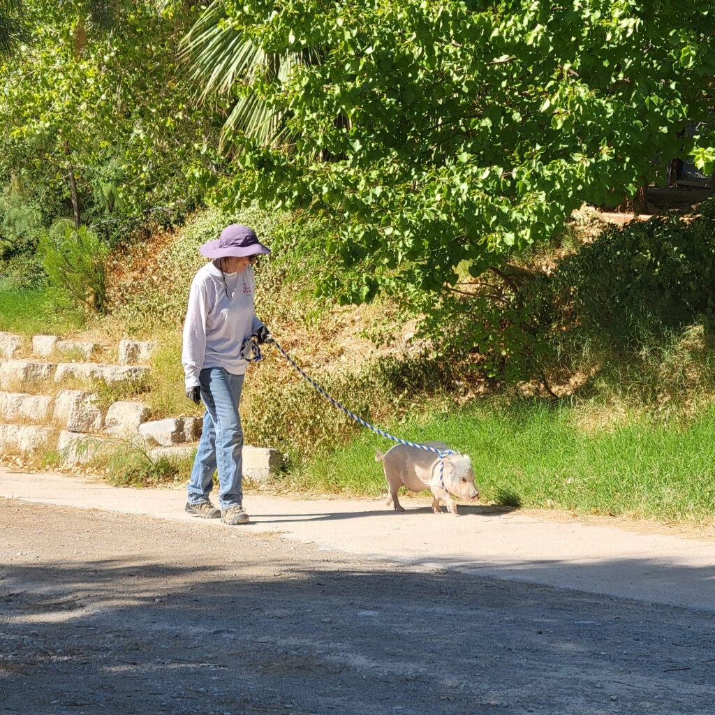 Individual wearing a hat walking a pig on a leash along a path in a natural setting.