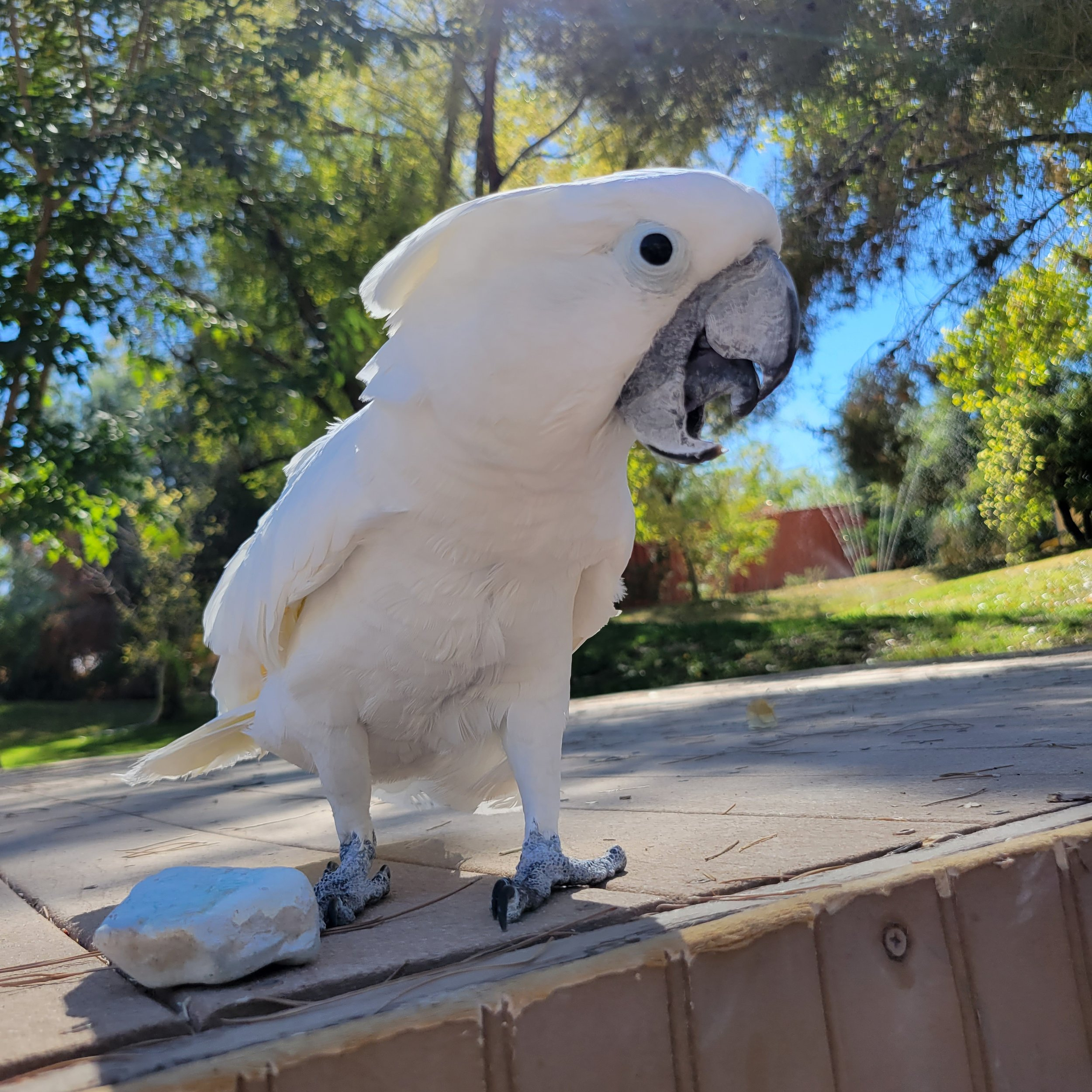 A white cockatoo with a prominent crest standing on a wooden surface outdoors.