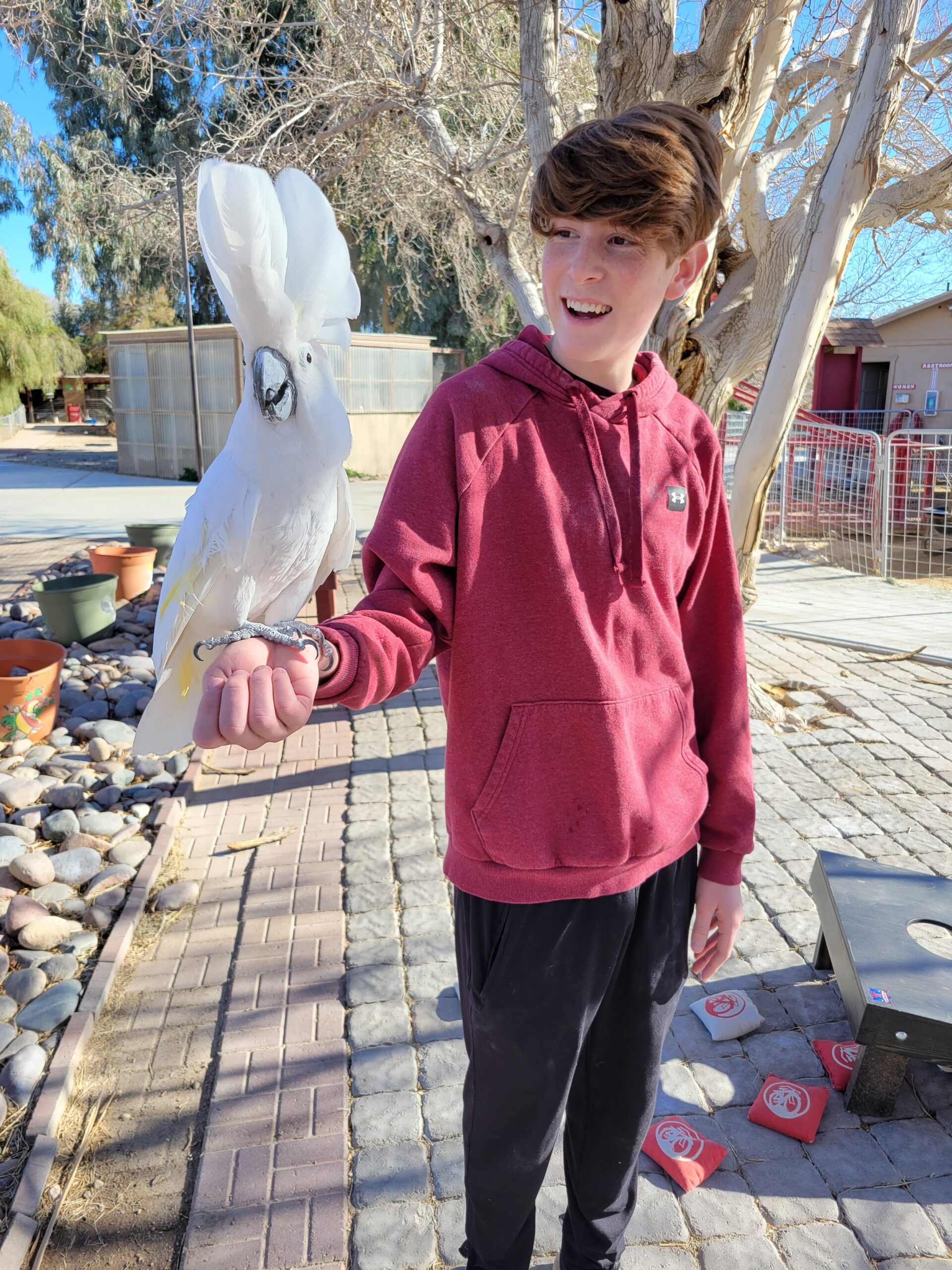 A young boy wearing a red hoodie holds a white cockatoo on his arm in an outdoor setting.