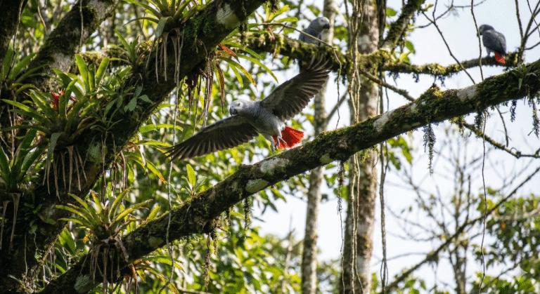 Why Exotic Birds Are Not Domesticated