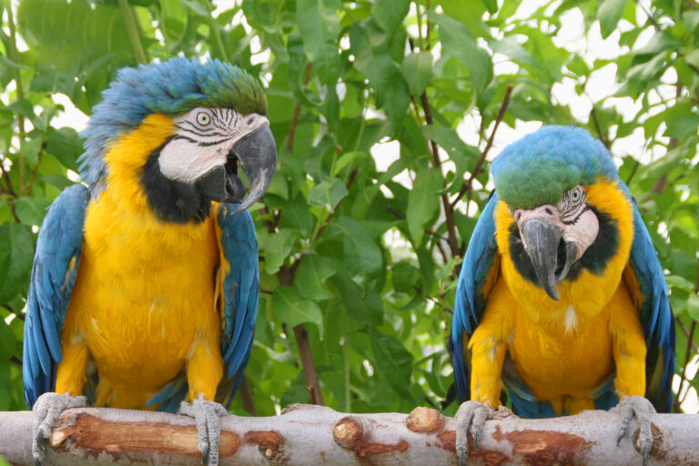 How Sanctuaries Inspire Action and Why Conservation Matters More Than Ever