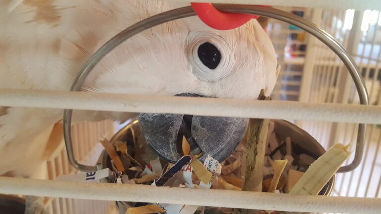 Salt at the Sanctuary: Medicine for Some, Danger for Others