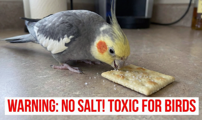 Why Salt Is Dangerous for Parrots